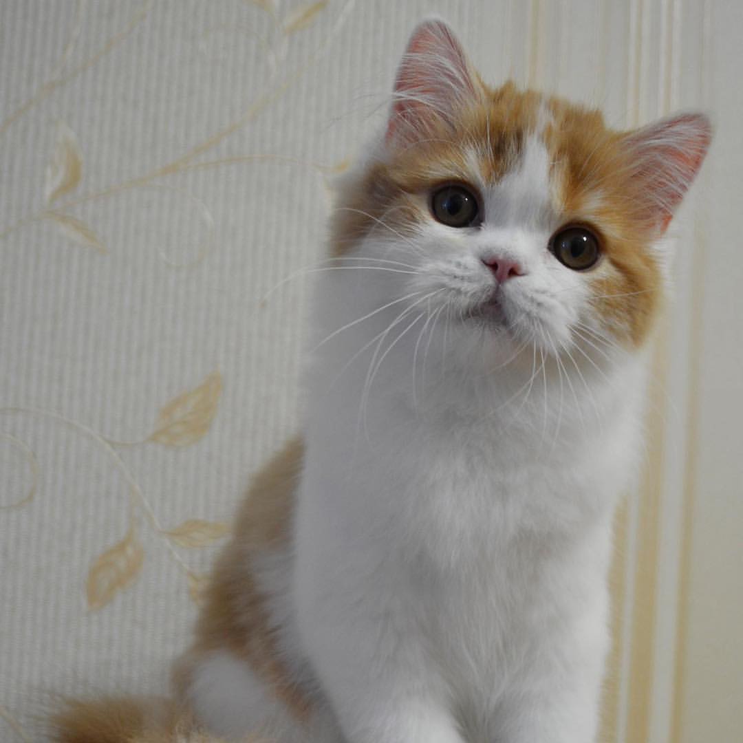 Вислоухие шотландские котята в LOOKY — фото 2