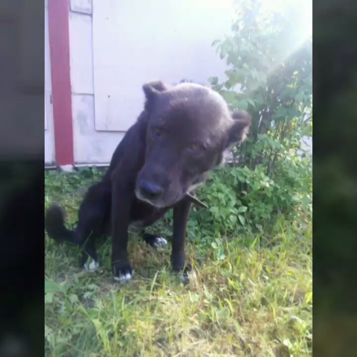 kotopes2001 in LOOKY. . Джина до и после