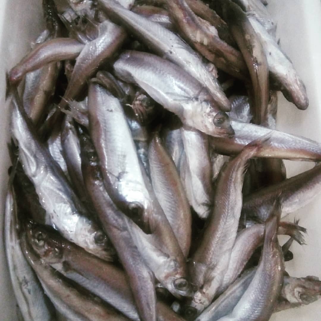 darya.malenkaya в LOOKY — Рыбалка удалась 🐟🐟🐟🐟