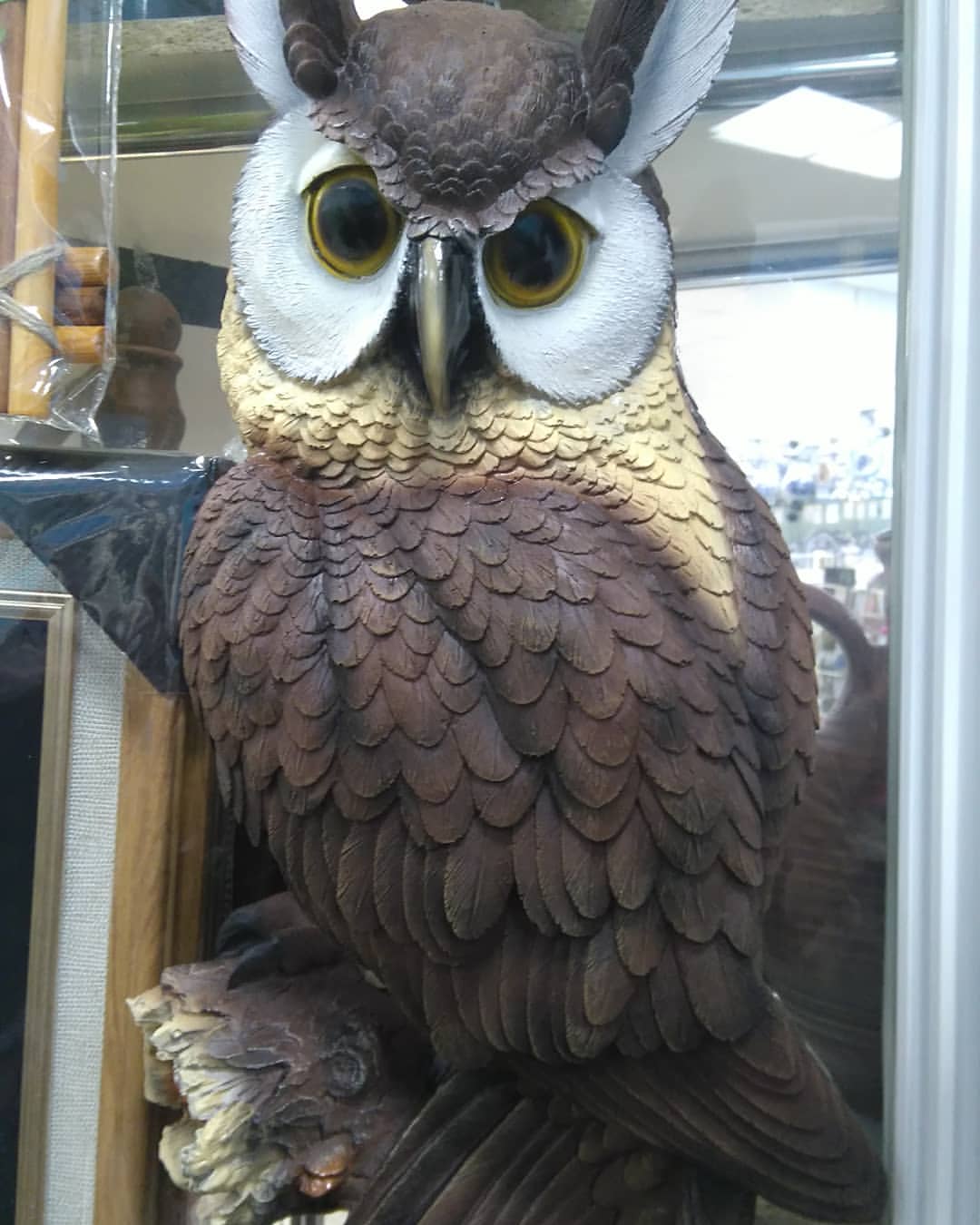 kim_ji_yn в LOOKY — eagle owl