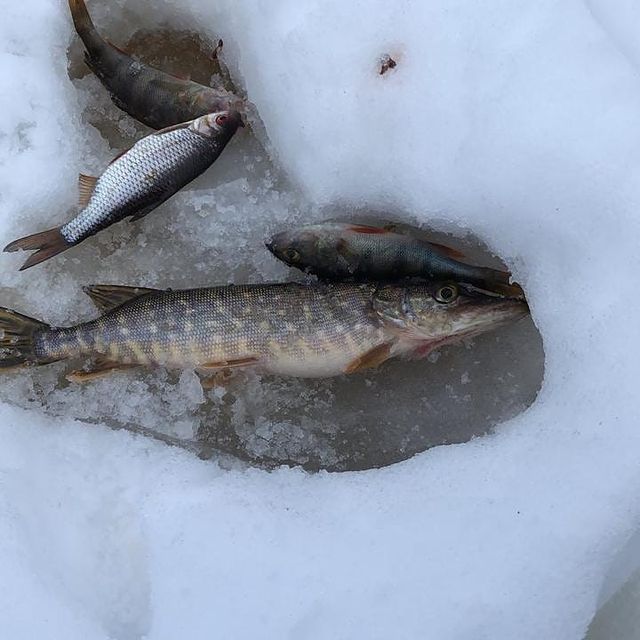 fishing.ideal в LOOKY. #щука,#окунь,#плотва. #щука #окунь #плотва