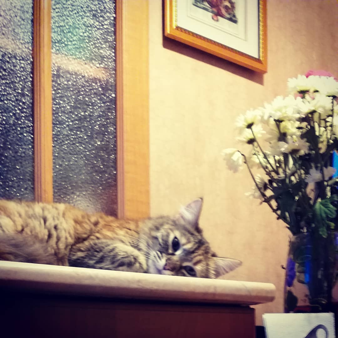 borodanil в LOOKY — #кошка #киса #мяу #cats #cat