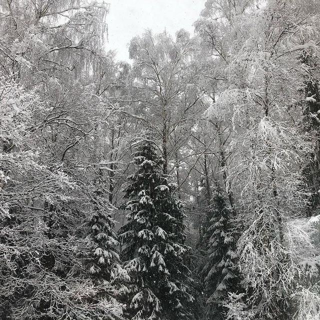 amirovmarat40 в LOOKY. #зима,#красота,#красотища,#лес,#калуга,#winter,#snow,#forest,#beauty. This is NOT the end,...