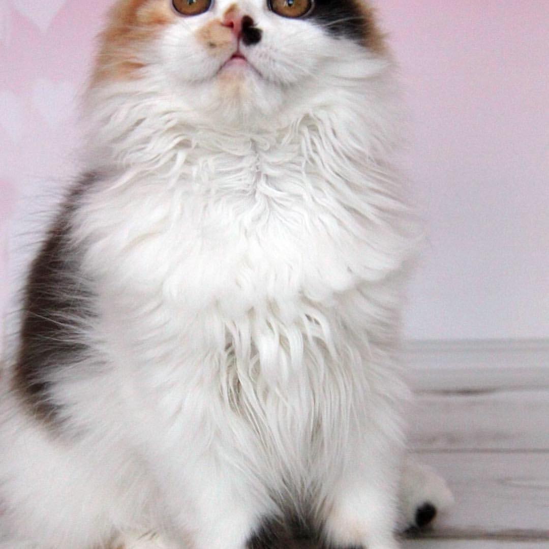 sheerfold_cattery в LOOKY — фото 3
