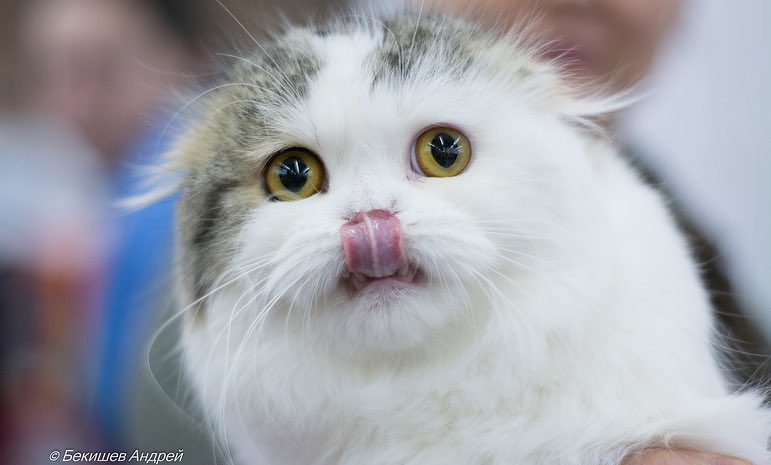 kittens_scottishfold_longhair в LOOKY — фото 4