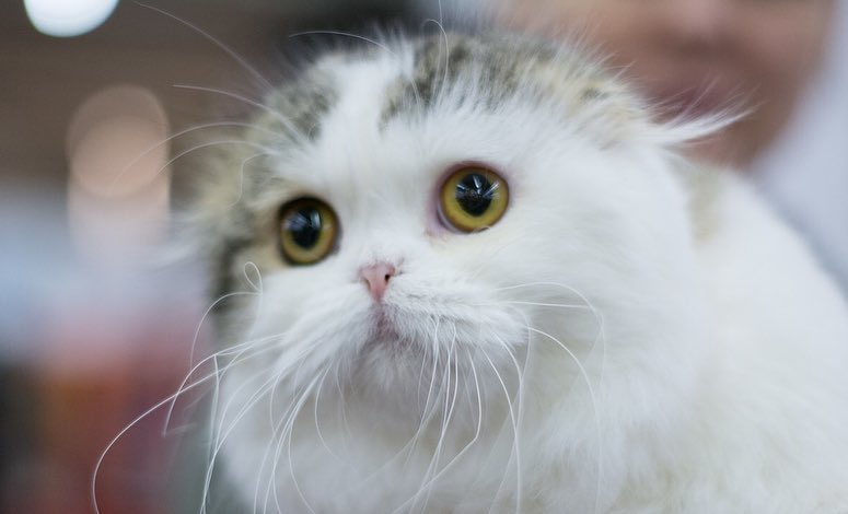 kittens_scottishfold_longhair в LOOKY — фото 2