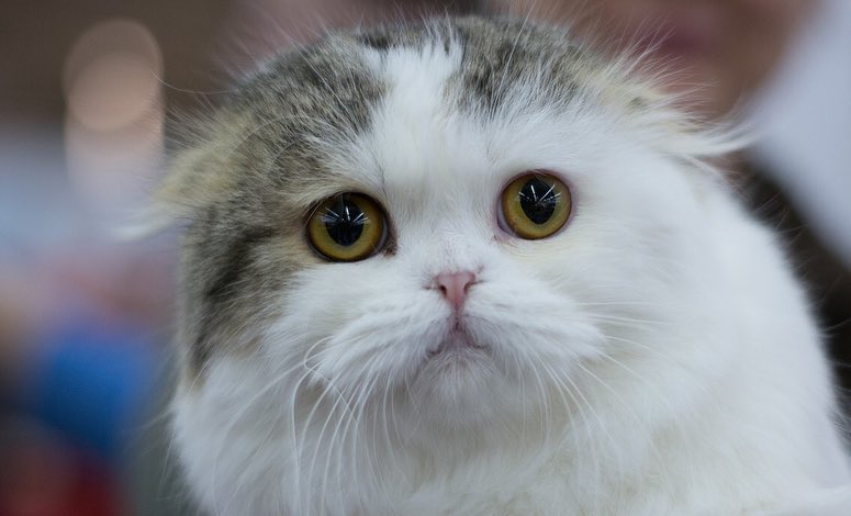 kittens_scottishfold_longhair в LOOKY — фото 3