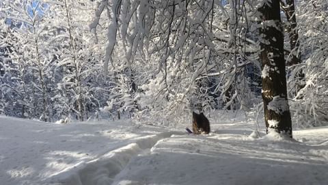 sw_amina в LOOKY. #gsd,#gsdloverss,#gsdlove,#gsdloverstagram,#germanshepherd,#germanshepherds,#shepherd,#shepherds,#germanshepherdsdaily,#dogphotographer,#dogvideos,#video,#videoiphone,#forest,#morning,#iphone,#winter,#доброеутро,#лес,#зима,#снег,#немецкаяовчарка,#любимаясобака. Снежное «Морозко»..❄...