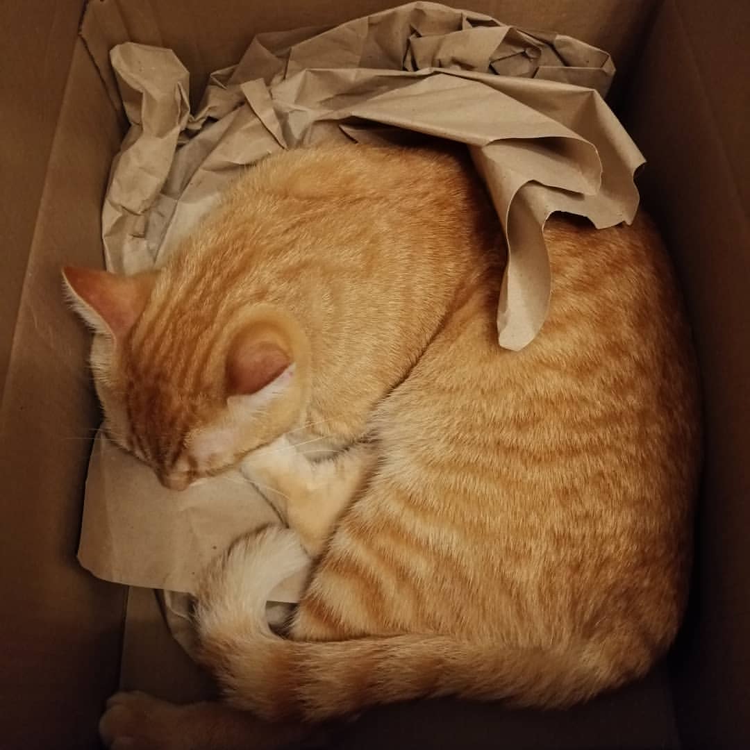 __olyy в LOOKY — #котикиикоробки