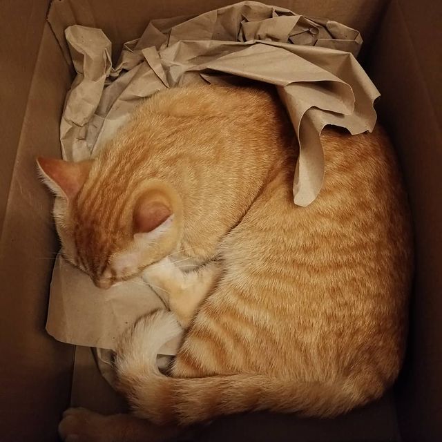 __olyy в LOOKY. #котикиикоробки. #котикиикоробки