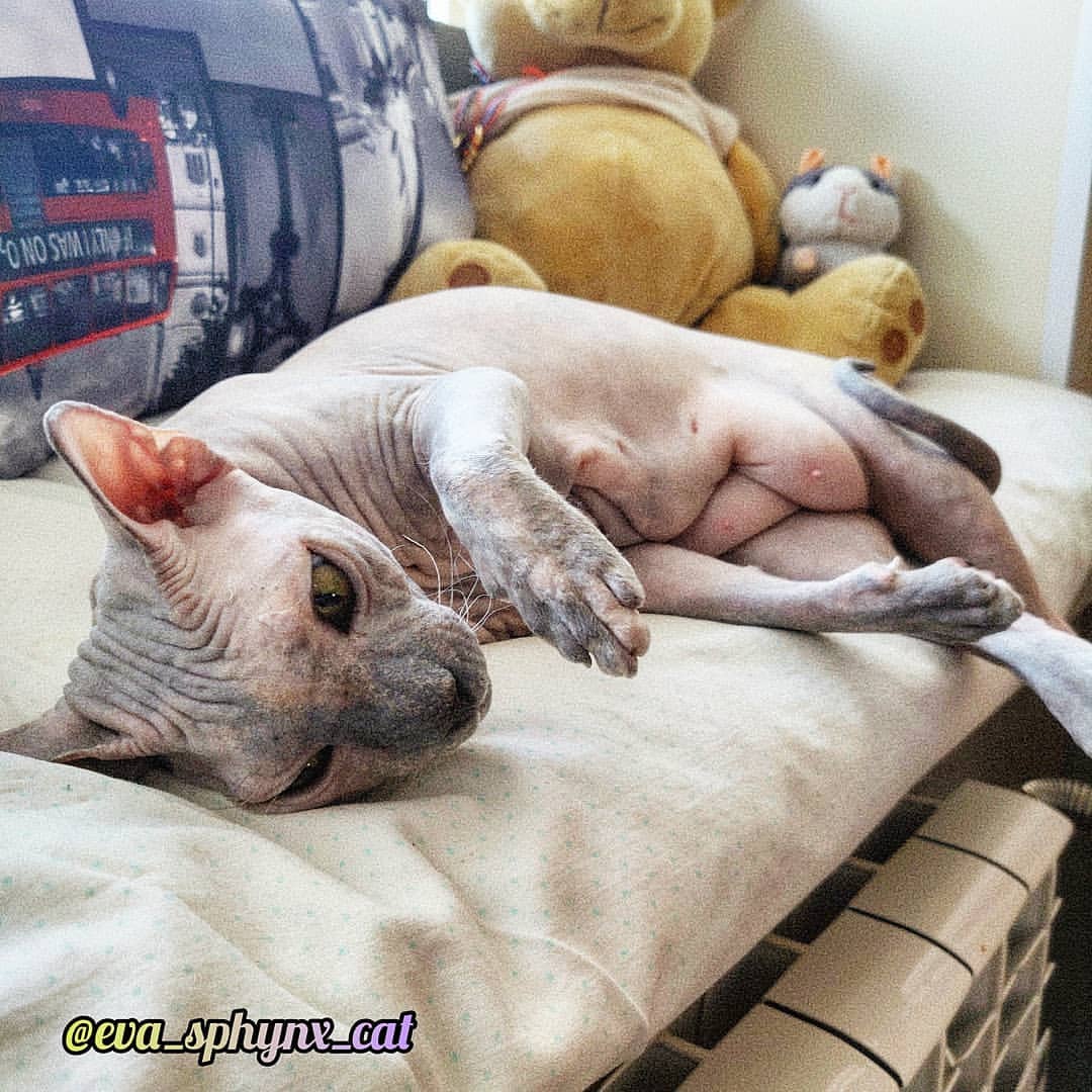 eva_sphynx_cat в LOOKY — фото 3