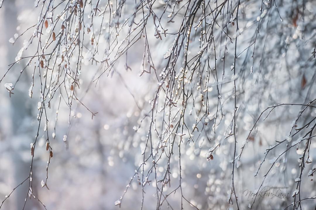 sw_amina в LOOKY. #winter,#landscape,#nature,#photo,#photographer,#photography,#sunny,#sunnyday,#snow,#snowmorning,#morning,#солнечноеутро,#доброеутро,#снег,#зима. Тщательно охраняйте ...