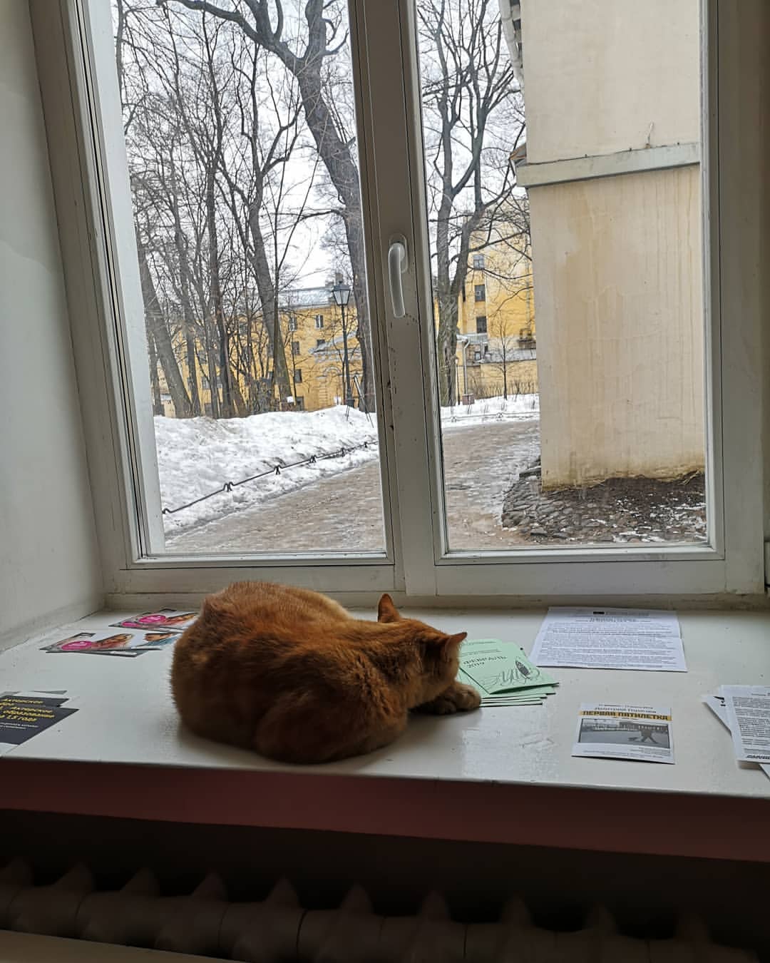 irenne_s_g в LOOKY — Страж питерского окна.
Музей-квартира Ахматовой в Фонтанном 