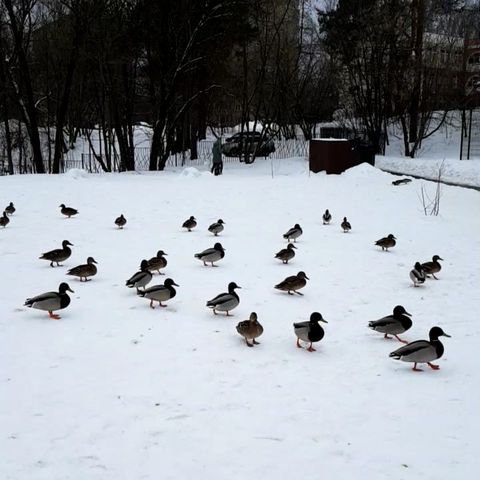 vladimir_yorkin в LOOKY. . Воды им видимо мало)...