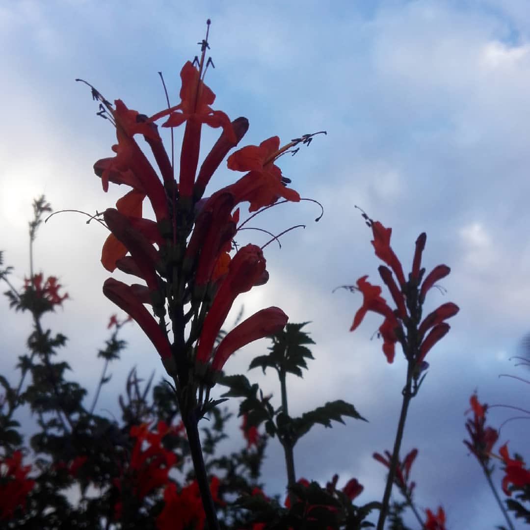 .
.
.
#nature #naturaleza #flower #flores #sunshine