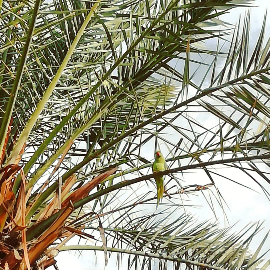 sia_pine в LOOKY — фото 2