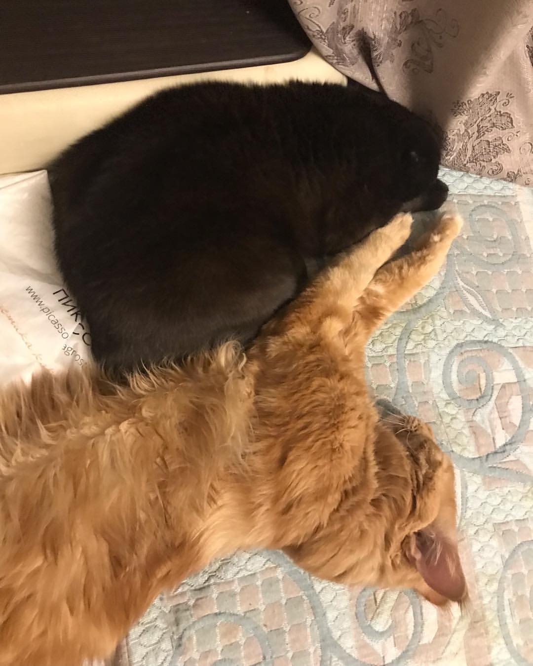 excellentlinemainecoons в LOOKY — фото 2