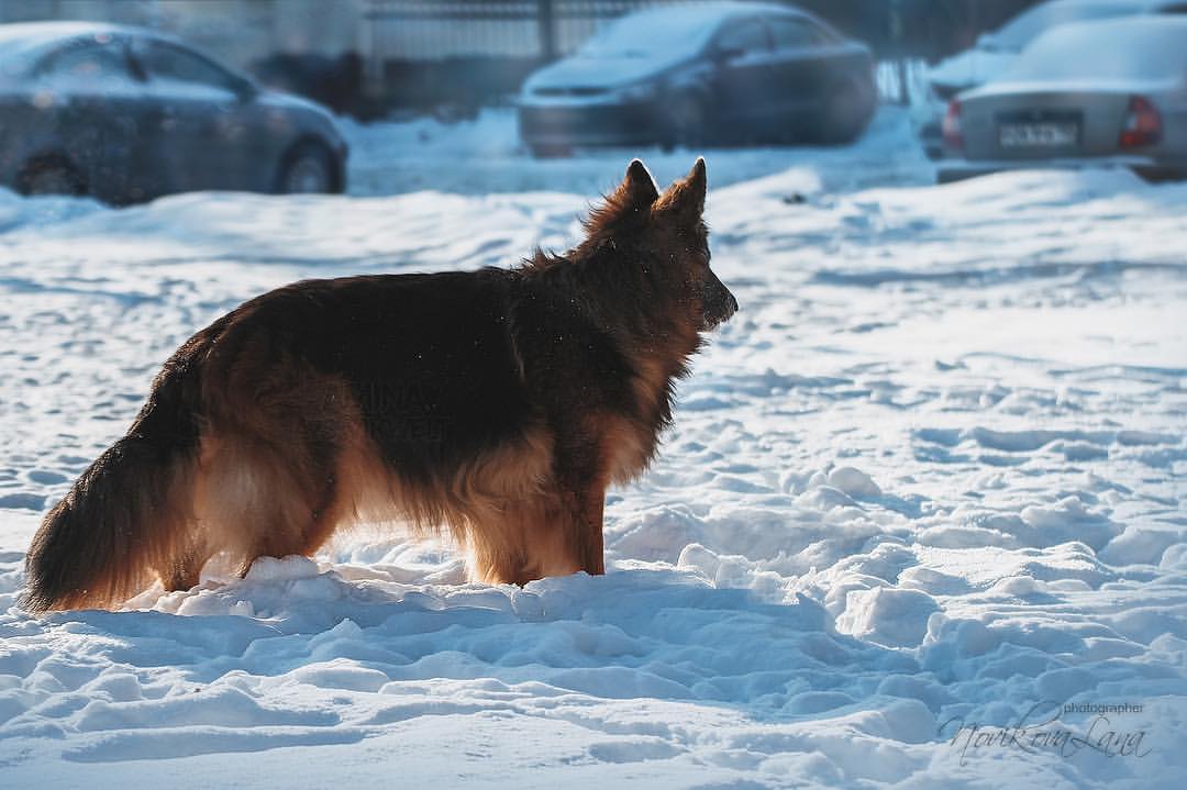 sw_amina в LOOKY. #gsd,#gsdpuppies,#gsdlove,#germanshepherd,#germanshepherddog,#shepherd,#germanshepherdsofinstagram,#photo,#photographer,#photography,#dogphotographer,#winter,#snow,#goodmorning,#sunnyday,#dog,#dogphotography,#немецкаяовчарка. Хочешь быть счастлив...