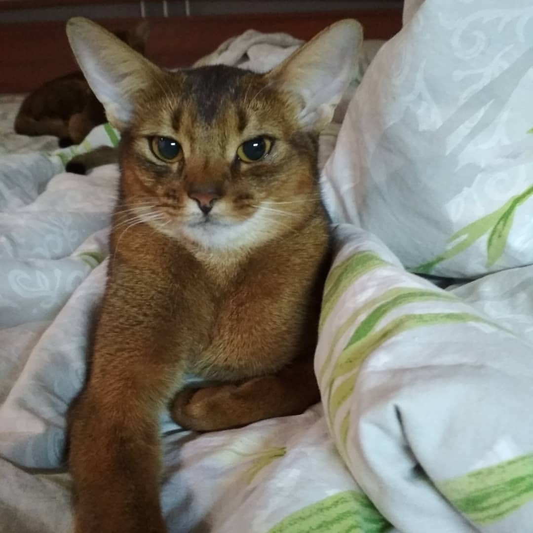 abyssinian_wildaby в LOOKY — Девочка припевочка, Кусака, ждет своих самых лучших друзей !