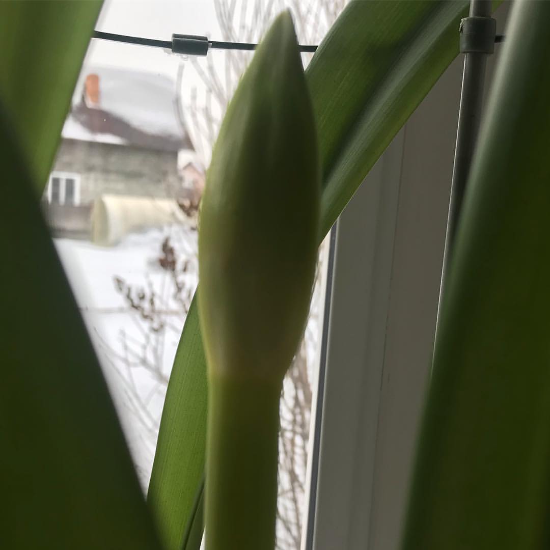 gipsophyla in LOOKY. . Завтра весна)