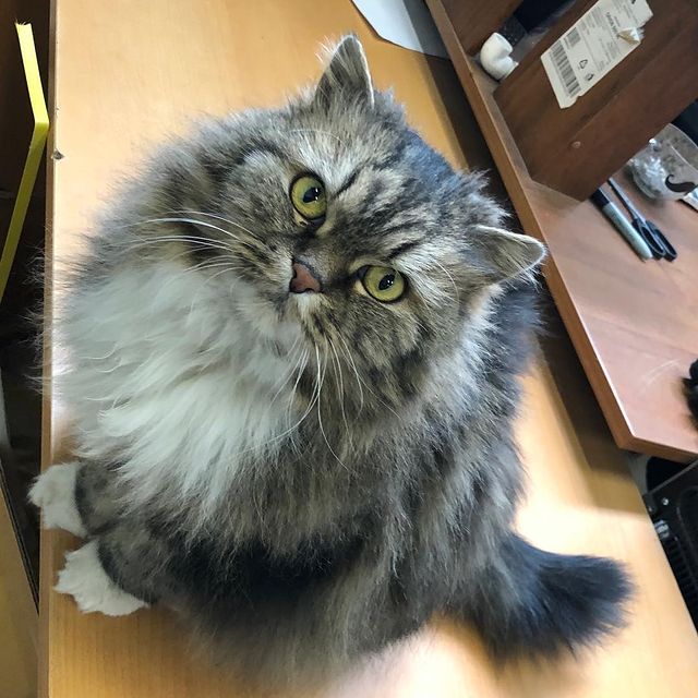 antonpetrov393 в LOOKY. #кошка,#cat,#питомцы,#красотуля,#мяу,#чудо,#котэ,#кошечка,#котейка. Кисааа #кошка #cat  ...