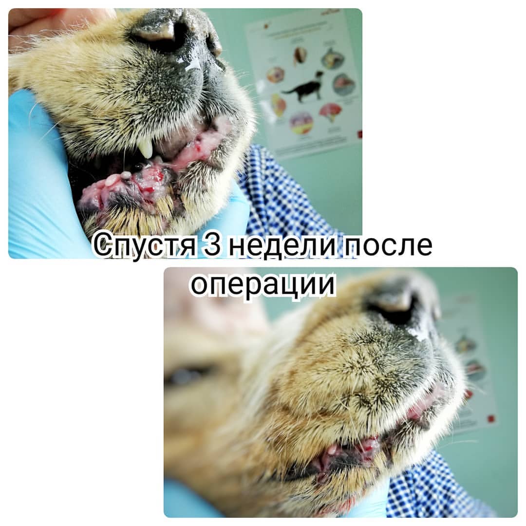 kondorvet_clinic в LOOKY — фото 2