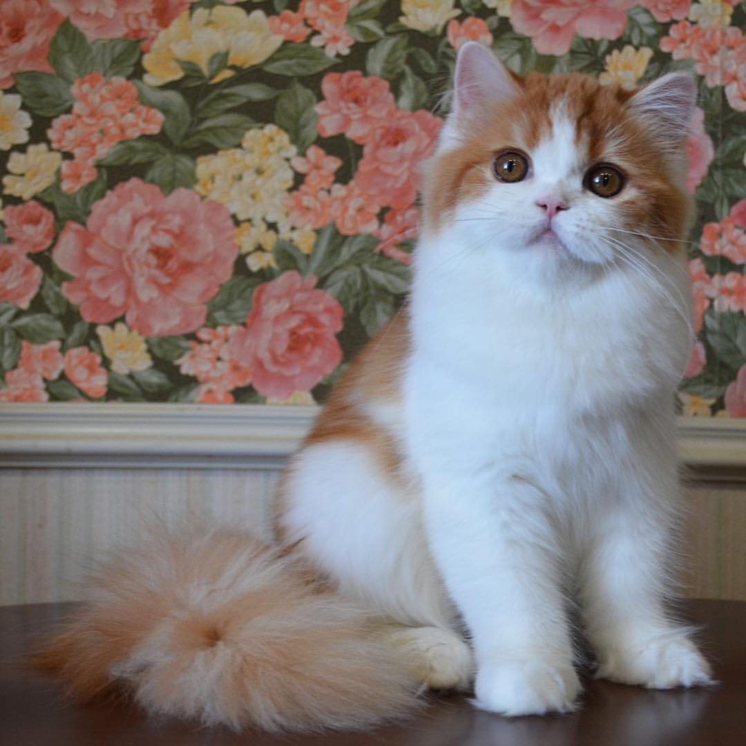 Вислоухие шотландские котята в LOOKY — фото 7
