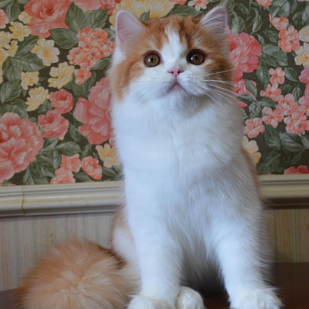 Вислоухие шотландские котята в LOOKY — фото 6