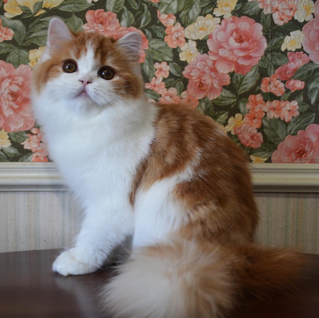 Вислоухие шотландские котята в LOOKY — фото 2