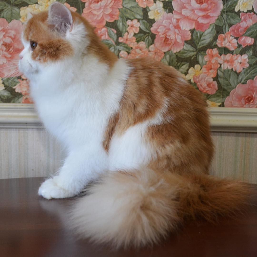 Вислоухие шотландские котята в LOOKY — фото 3