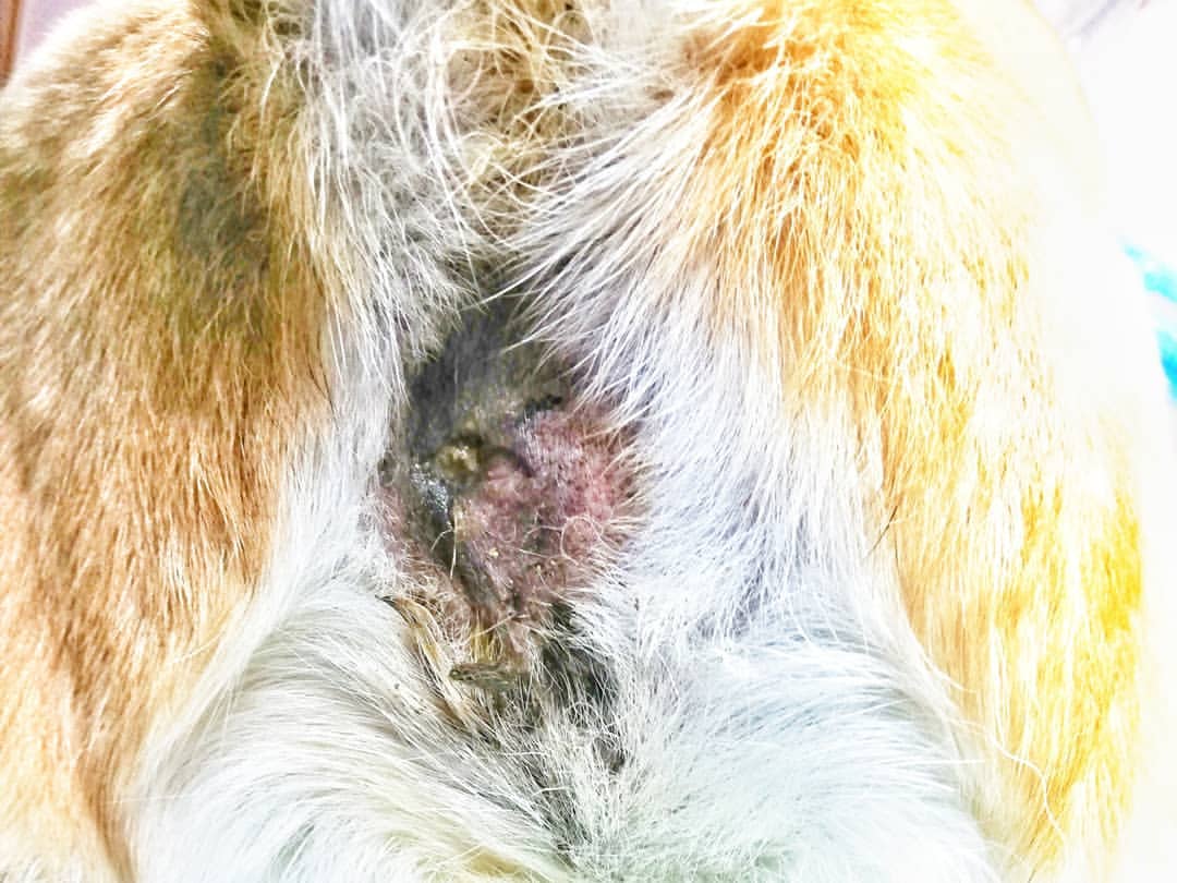kondorvet_clinic в LOOKY — фото 2