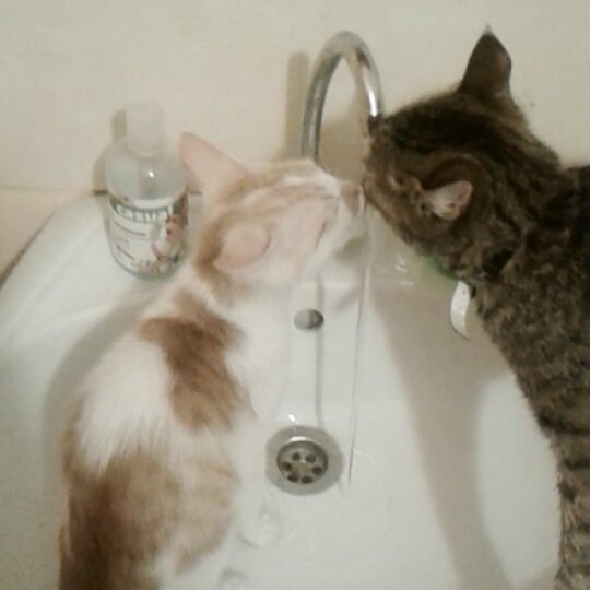 maeko_382 в LOOKY. #котейка,#Муся,#Кузя,#моибалбесы,#люблю,#утродоброе. А в нашей семье очер...
