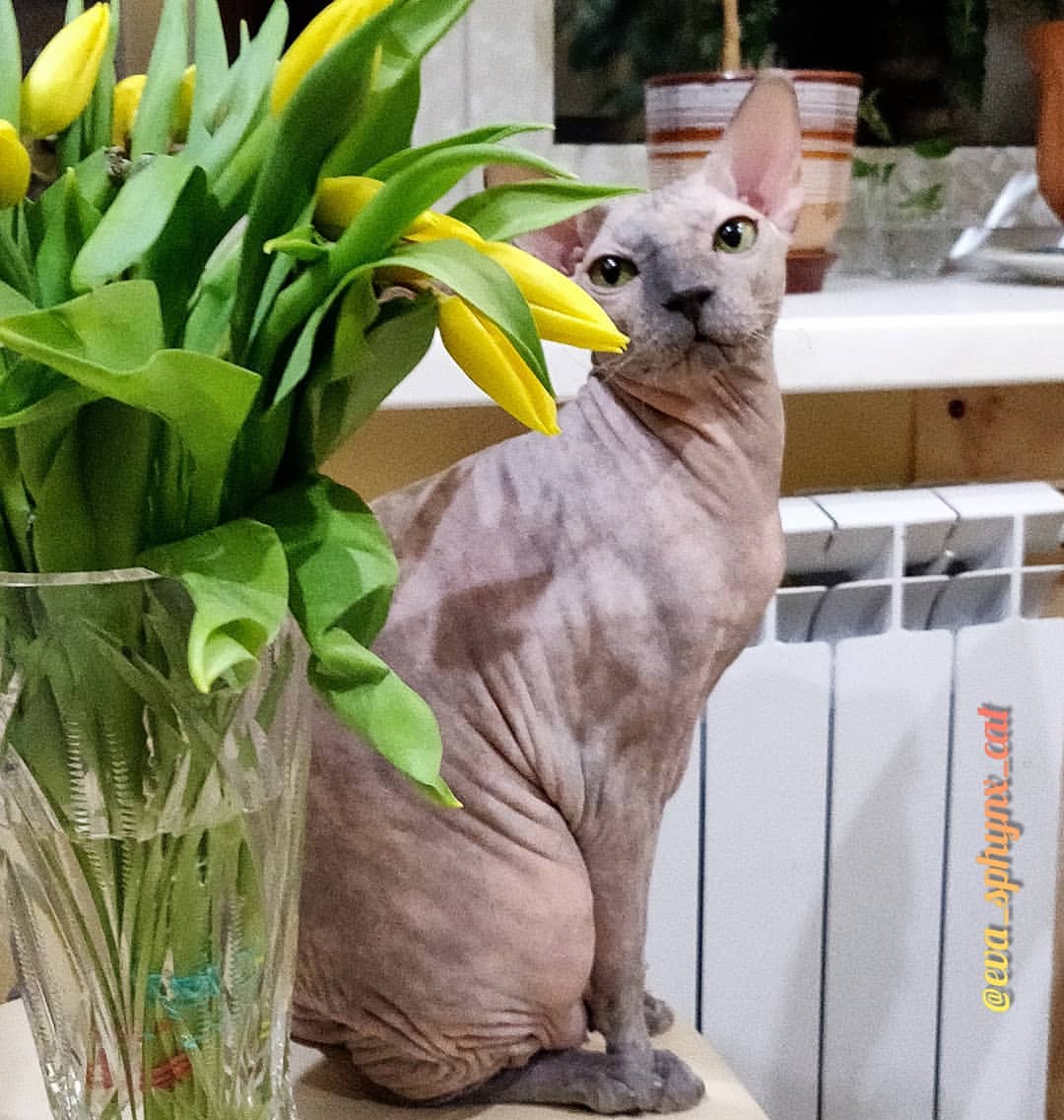 eva_sphynx_cat в LOOKY — фото 2