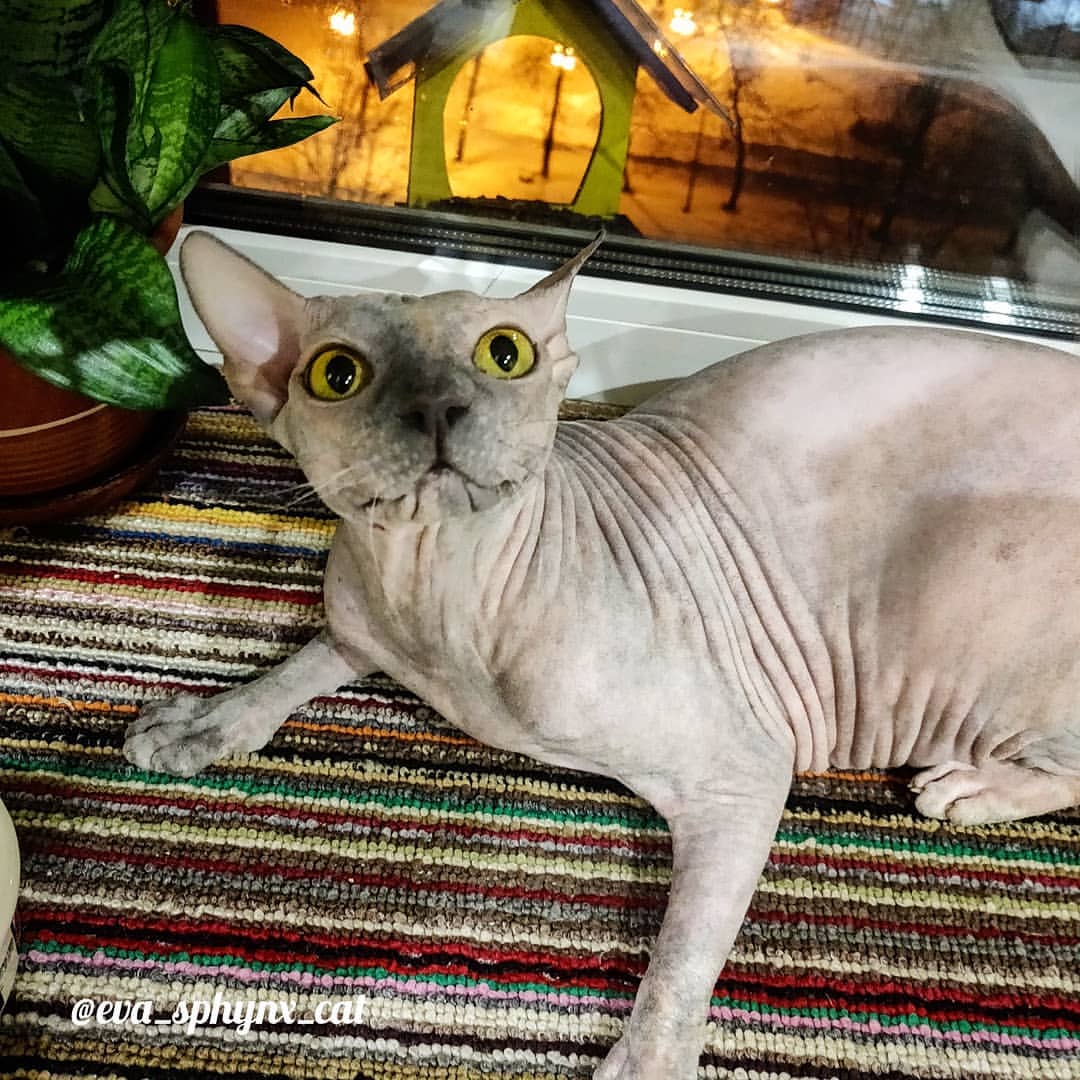 eva_sphynx_cat в LOOKY — фото 2