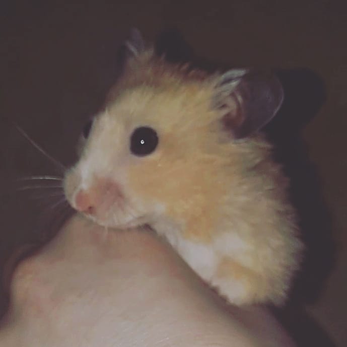 happymurky в LOOKY — 🤗 #хомяк #hamster #mypet #mylove #sweet #lovely #прелесть #