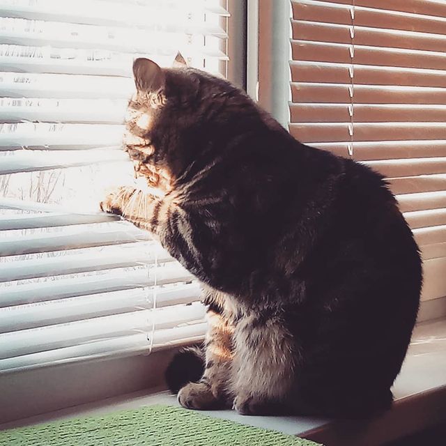 katarinka_kiri in LOOKY. . Где веснааа?）😺
