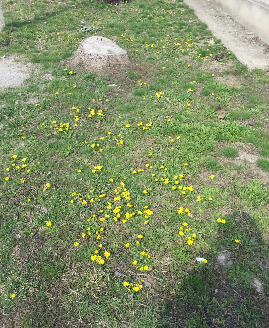 happysillyfox в LOOKY — фото 5