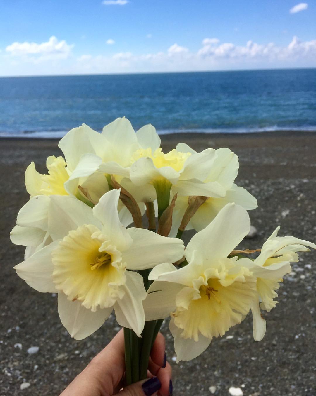 catherine___garden в LOOKY — #сочи #spring #sochi #весна #нарциссы #ilovesochi