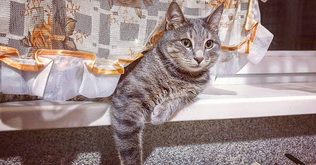alexey_kotlyarov в LOOKY — #кот