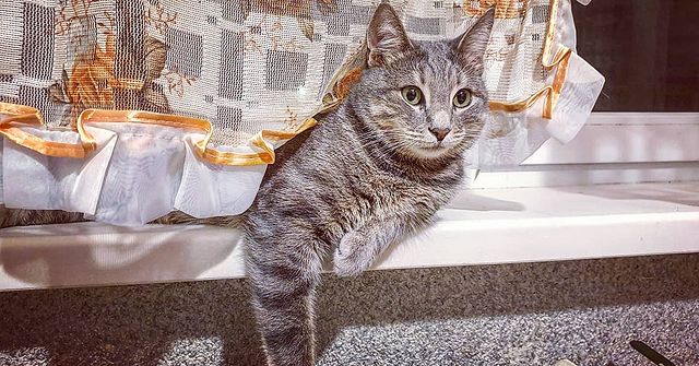 alexey_kotlyarov в LOOKY. #кот. #кот