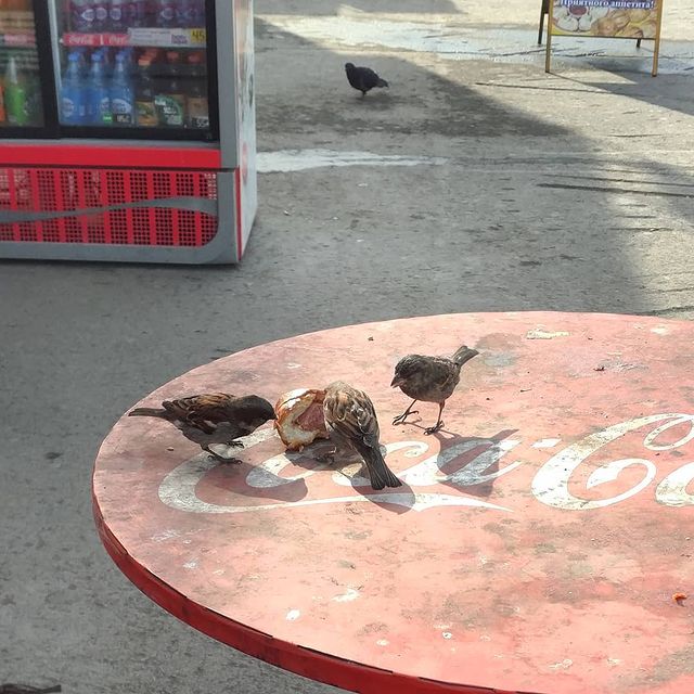 macawelli в LOOKY. . Обед на троих