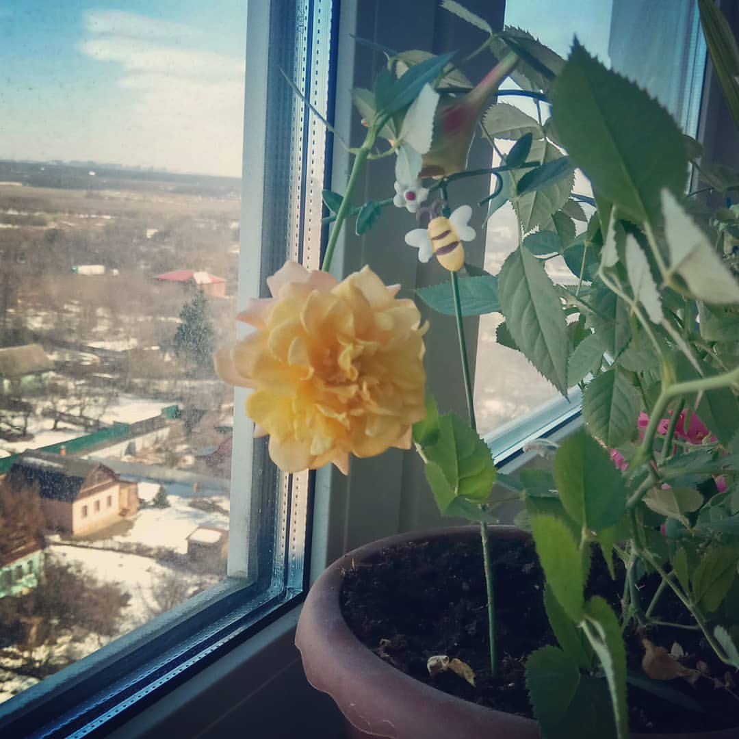 sindjdf в LOOKY — Эвелинкины розы зацвели. Весна....
.
.
#instablooms #blooms 