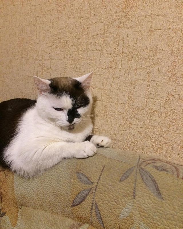 efimenkoialexsandr в LOOKY. . Вот кто всегда меня ...