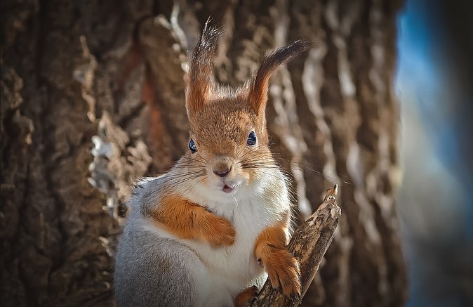 sw_amina в LOOKY. #squirrel,#forest,#spring,#sunday,#podolsk,#vpodolske,#podolsklove,#photographer,#photo,#landscape. Улыбочка от белочки)...