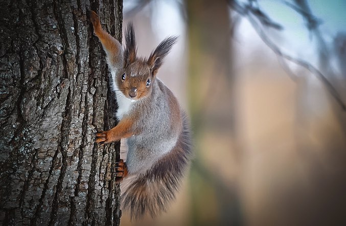 sw_amina в LOOKY. #squirrel,#forest,#spring,#sunday,#podolsk,#vpodolske,#podolsklove,#photographer,#photo,#landscape. Лесные хозяйки) 😊🐿...