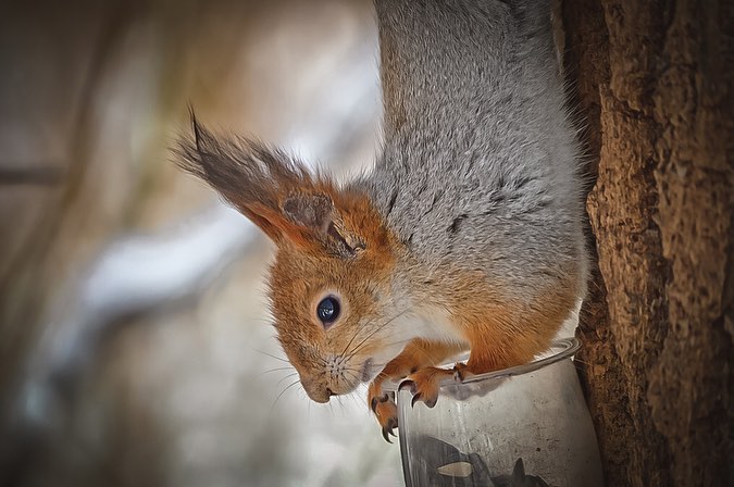 sw_amina в LOOKY. #squirrel,#forest,#spring,#sunday,#podolsk,#vpodolske,#podolsklove,#photographer,#photo,#landscape. Беличьи хлопоты) 🐿�...