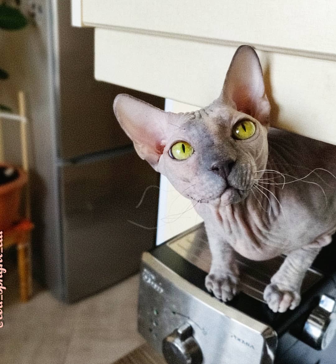 eva_sphynx_cat в LOOKY — фото 2