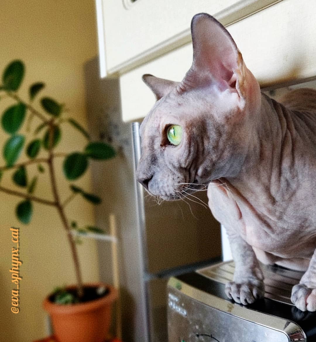 eva_sphynx_cat в LOOKY — фото 3