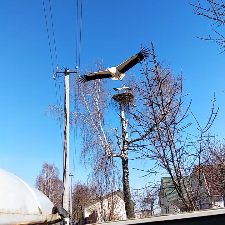 vova_zhyk в LOOKY. #Аисты,#Весна,#наконецто_тепло. #Аисты #Весна #након...