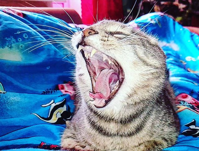 alexey_kotlyarov в LOOKY. #кот. #кот
